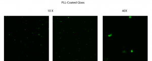 pllglasspost