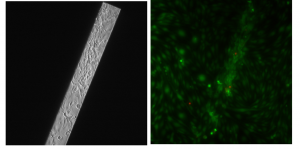 pncSi1