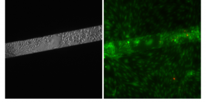 pncSi2