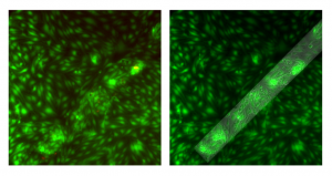 pncSi2_2_SidebySide