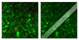 pncSi2_SidebySide