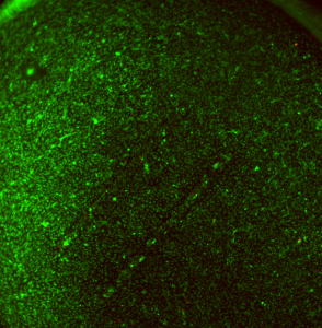 pncSi2_day14_4X_Overlay