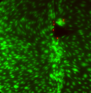 pncSi5_day14_Overlay