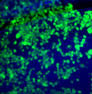 Phase_Green_Overlay