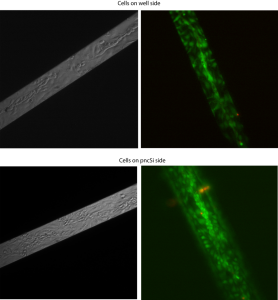 pncSi2,4,10,12