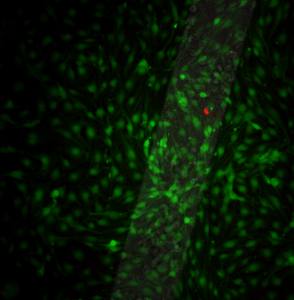 pncSi6_overlay