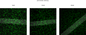 pncSi+drug