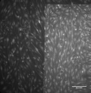 Silicon Nitride 20x Calcein AM