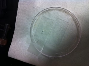 Microscope Slide Drilled Template for BBB Device V2-6