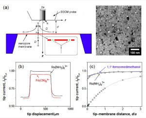 Scanning electrochemical microscopy
