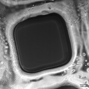 300micro_100x