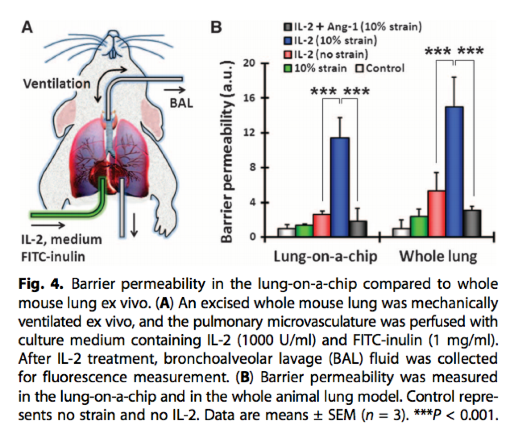 Lung on a Chip In Vivo vs In Vitro