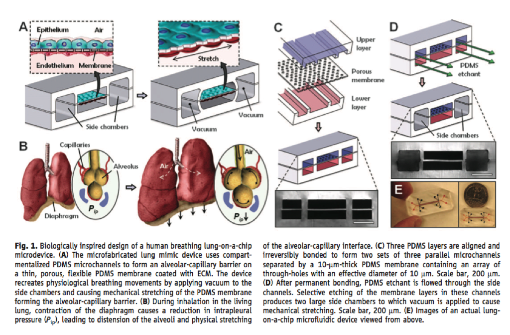 Lung on a Chip Summary