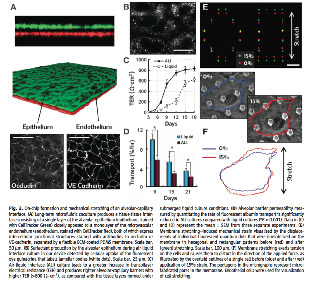 Lung on a Chip Cellular Responses