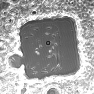 Microarray1_day4_10x_2jpeg