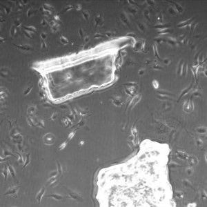 Microarray1_day4_10x_3jpeg