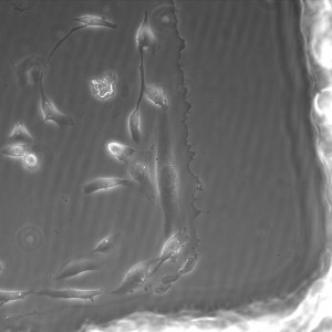 Microarray1_day4_20x_2jpeg
