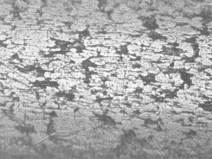 syringe needle surface 20x