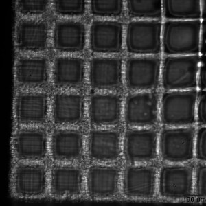50 pegdi 10x 8000ms_scalebar