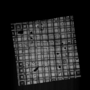50 pegdi 4x 8000ms_ 0z