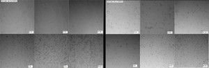CHO Cell Progression Both Combined
