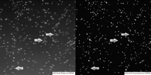 CHO Cells Spread Comparison Combined