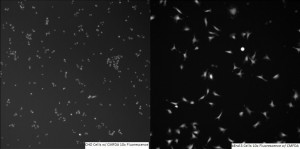 CHO Cells bEnd3 Ex Combined