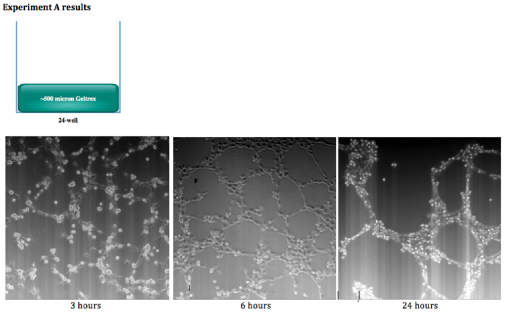 Experiment A results