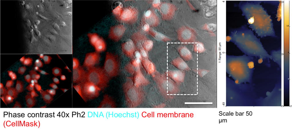 SICM of cells on TEM grid (non-annealed pnc-Si)