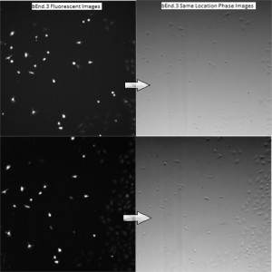 bEnd3 Cells Phase Fluo Compare Combined