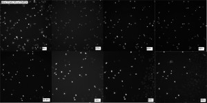 bEnd3 Cells Progression Combing CMFDA+