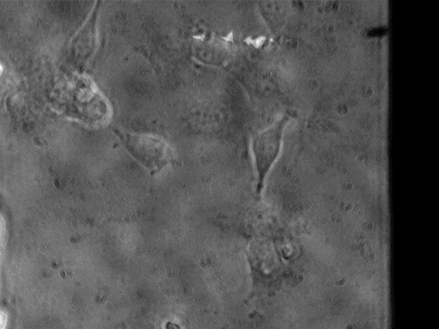 "trampolining" as electrode scans a TEM grid (pnc-Si non-annealed) at 0.5% feedback.