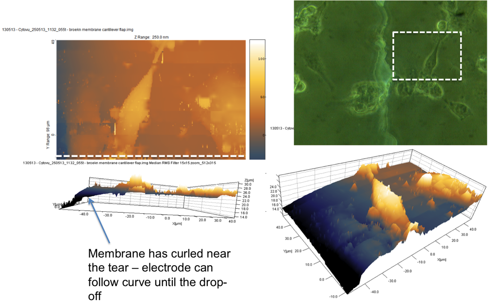 SICM scanning of cells near torn pnc-Si membrane (non-annealed TEM grid)