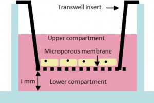 transwell