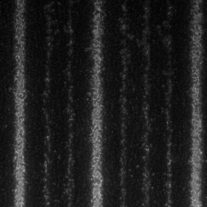 10x_50um line_100um spacing