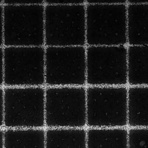 4x_50um line_750um spacing