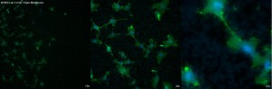 Costar2_3µm_Combined