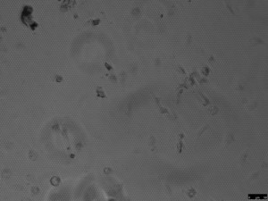 SiN Geltrex L 44hr 10x