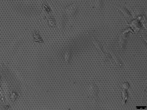 SiN Geltrex L 44hr 20x