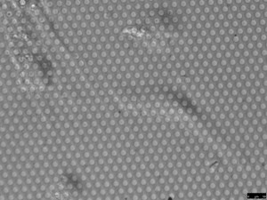 SiN Geltrex L 44hr 40x