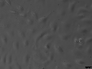 SiO2 Geltrex R 42hr 20x