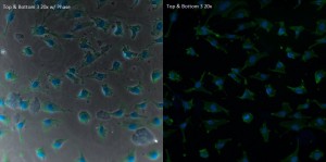 Top&Bottom3_20x_Combined