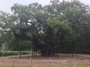Supposedly a gang of outlaws in Sherwood Forest met under a rather large oak tree....All the joists keep it from splitting. It's quite impressive.