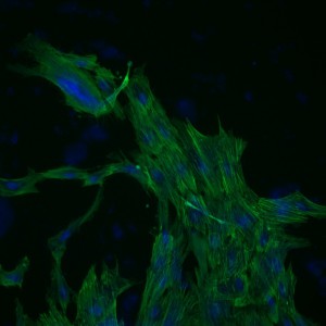 1-stain-6c - Copy