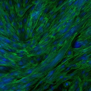 1-stain-7c - Copy