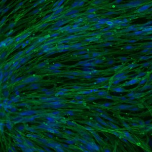 2-stain-6c - Copy