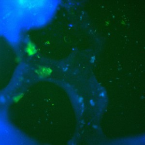 4-stain1c