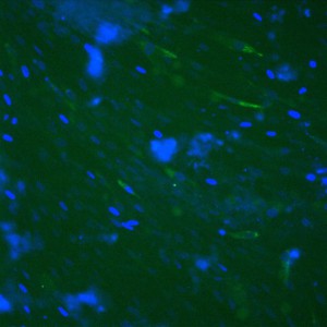 6-stain-1c - Copy