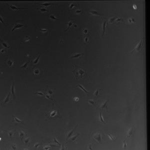 D1 Gel SiO2 1-1
