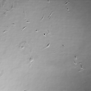 D1 Gel TC 2-1